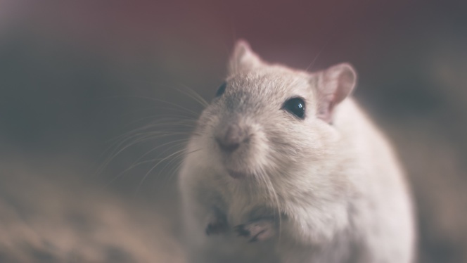 La ausencia de una bacteria intestinal provoca déficits sociales en ratones
