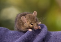 Un método secuencia el genoma de ratones de forma rentable