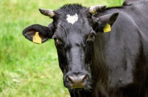 Las vacas felices producen una leche más nutritiva