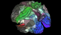 Nuevo mapa del cerebro refleja 97 áreas de la corteza cerebral hasta ahora desconocidas