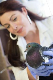 Las palomas ayudan a medir la contaminación de las ciudades