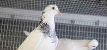 Las palomas ayudan a medir la contaminación de las ciudades