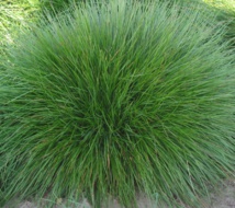 Extraen hidrógeno de la hierba de jardín de forma barata y sencilla
