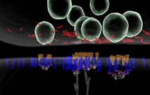 Las neuronas fabrican ‘nano-columnas’ de proteínas para comunicarse entre ellas