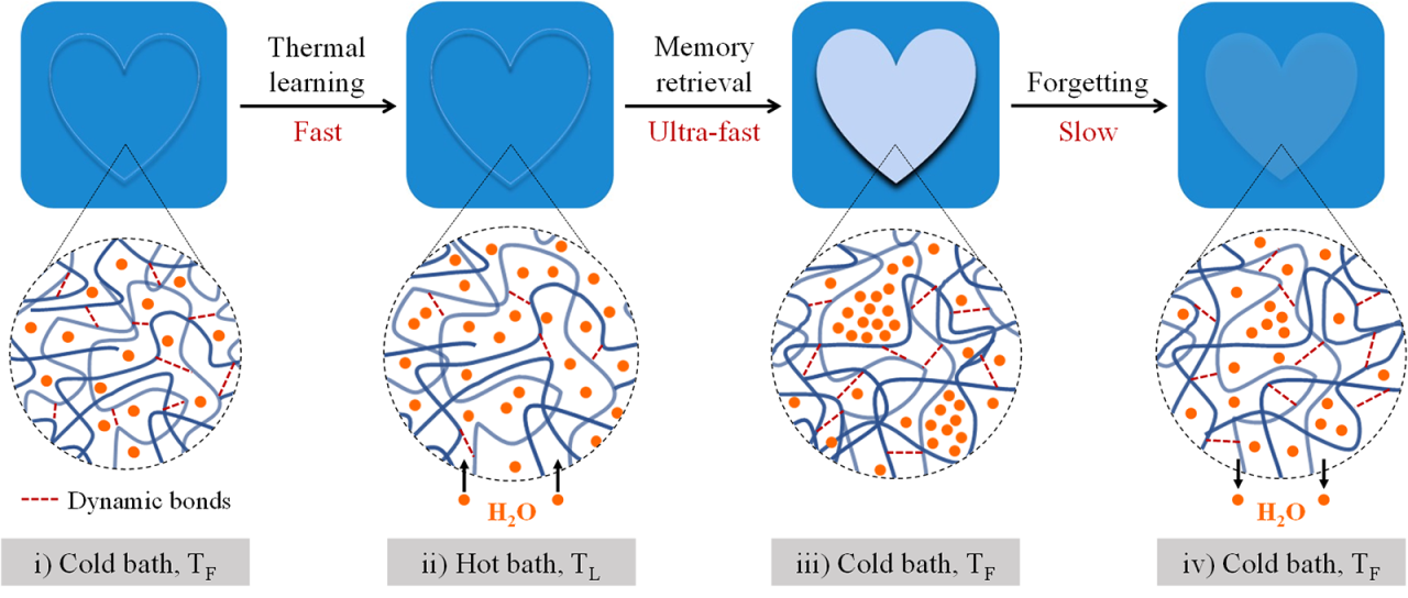 Un hidrogel imita la capacidad de memoria del cerebro humano