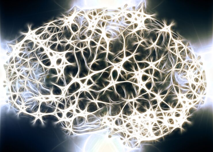Un árbol de neuronas regula nuestros recuerdos