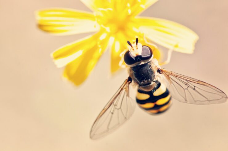 Las abejas analizan patrones visuales y manejan el aprendizaje estadístico