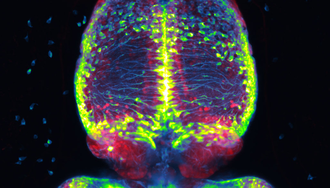 Una sinfonía celular modula la formación del cerebro