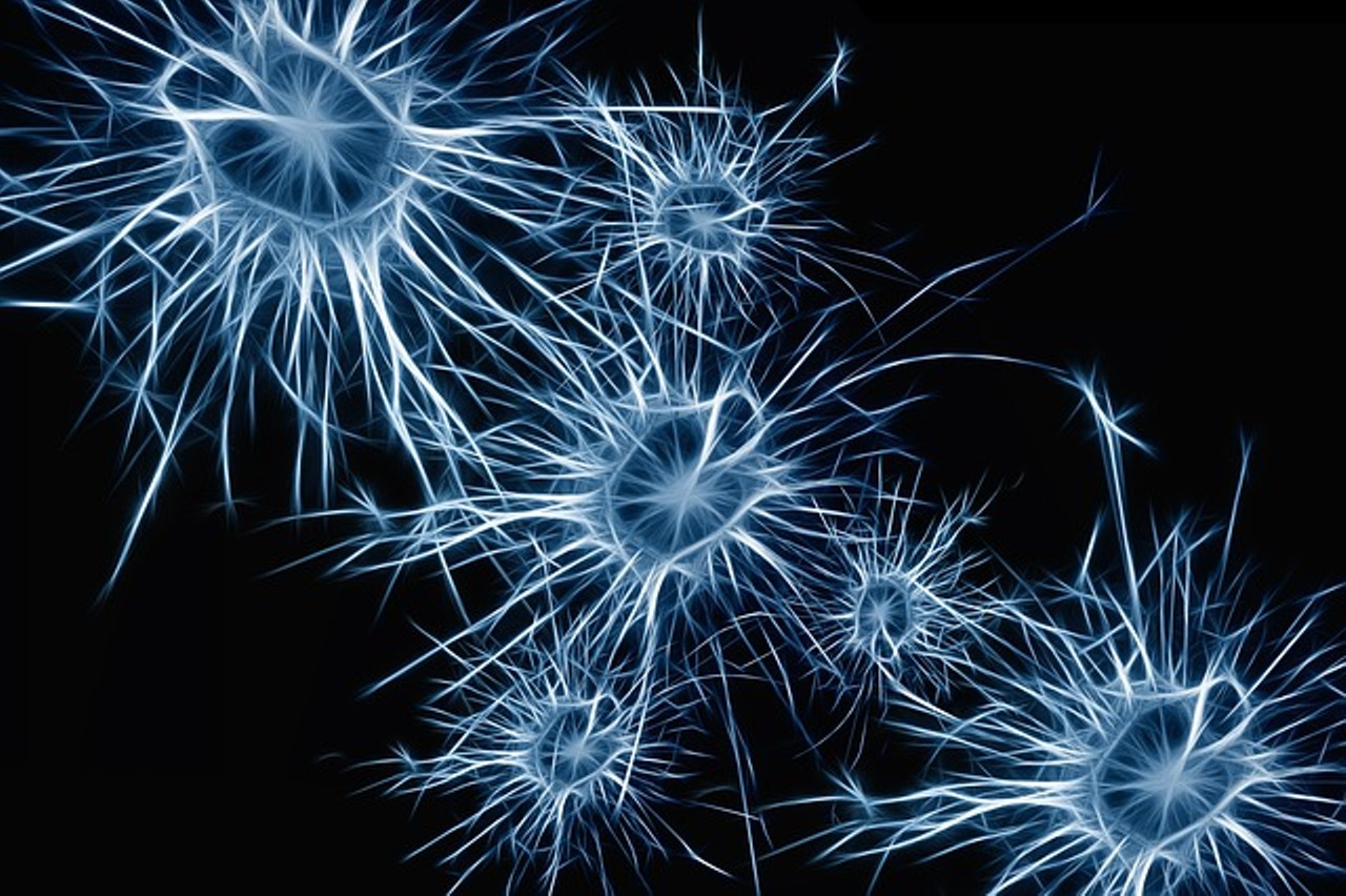 Las neuronas adaptan su metabolismo para seguir viviendo