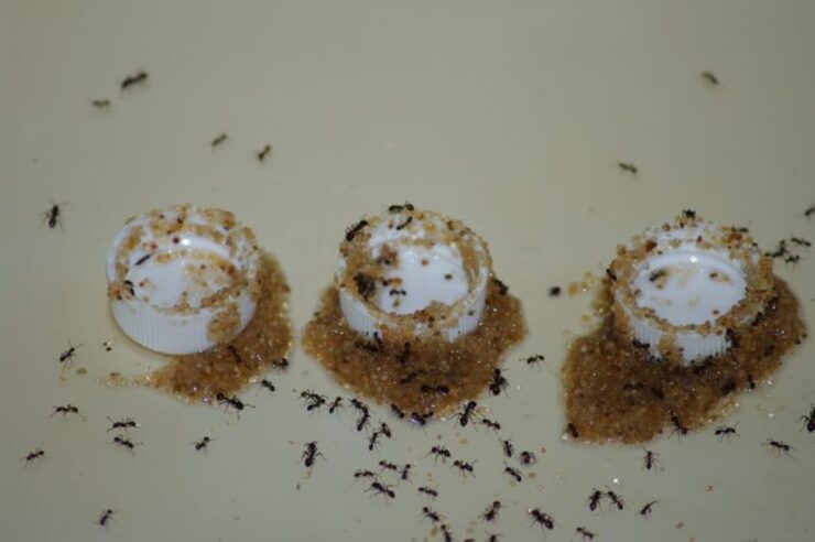 Las hormigas tienen sofisticadas capacidades cognitivas