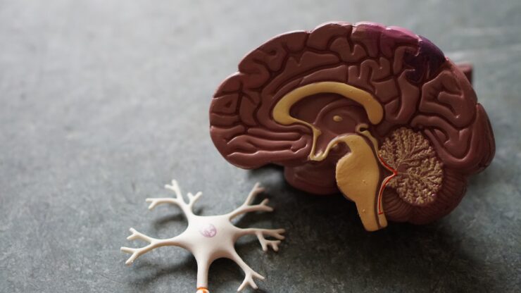 Pequeños cerebros de laboratorio maduran igual que los humanos
