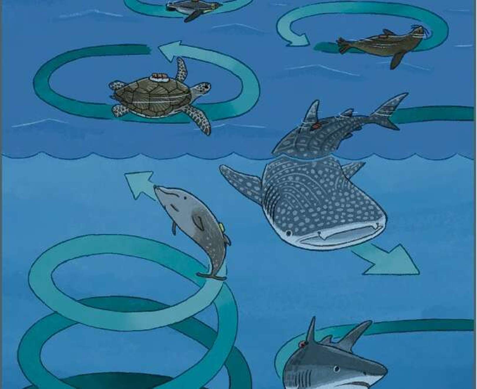 Para la fauna marina, la energía se mueve en círculos