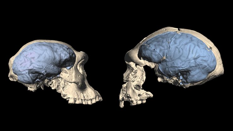 El cerebro humano moderno se originó en África hace más de 1,5 millones de años