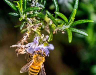El sol puede salvar a las abejas de la extinción