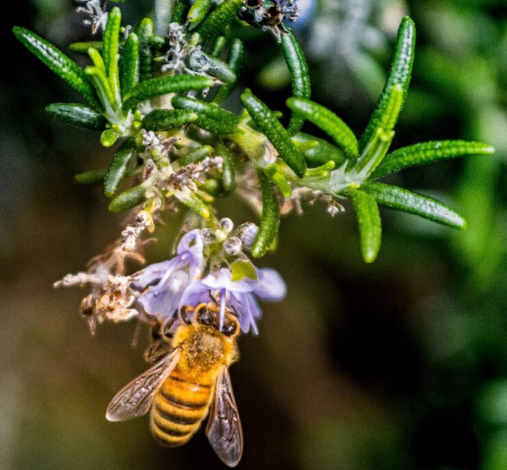 El sol puede salvar a las abejas de la extinción