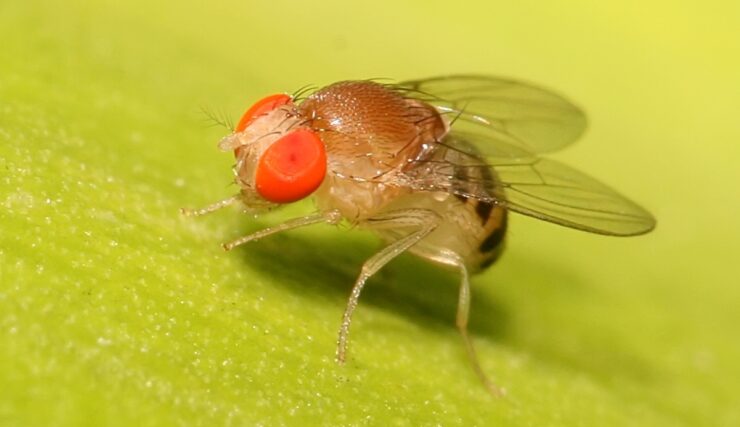Las moscas y los mosquitos son más inteligentes que un superordenador