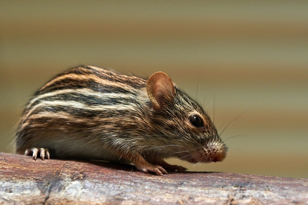 Un gen humano hace que los ratones sean más inteligentes