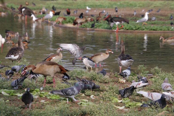 Más de 460 especies de aves han desaparecido por la caza humana en los últimos 50.000 años