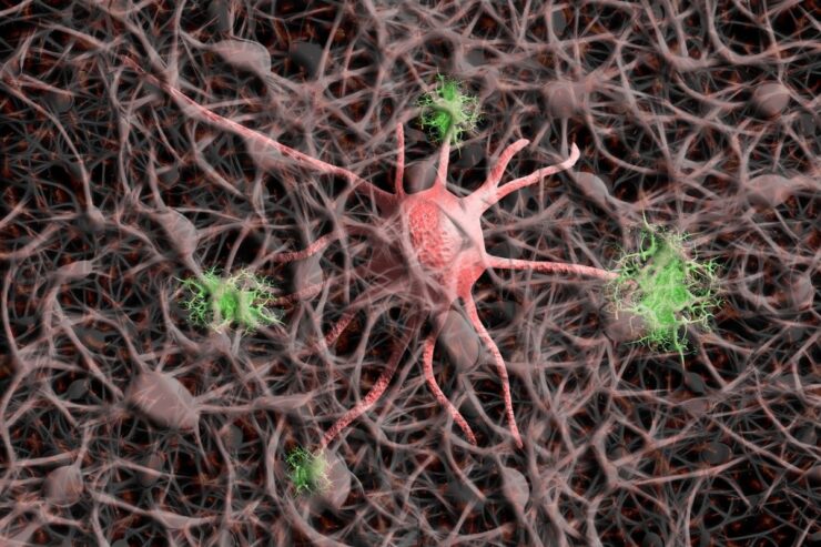 Descubren genes que protegen a las neuronas: existe un diseño genético contra la neurodegeneración