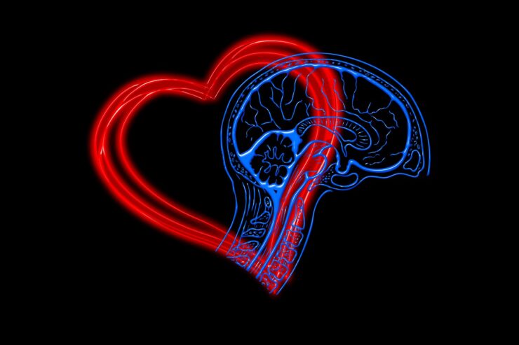 El corazón del cerebro desencadena procesos físicos en el organismo