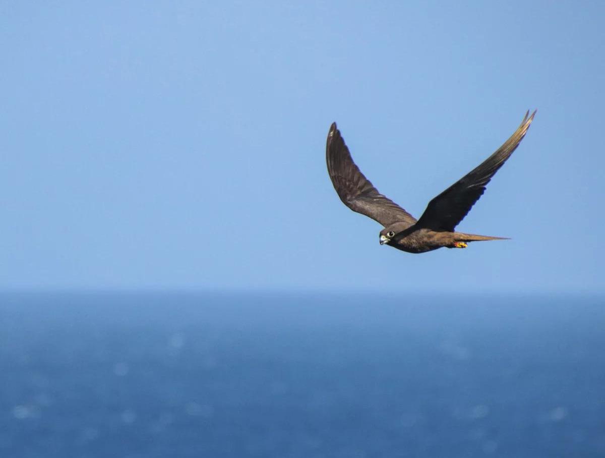 Descubren cómo las aves terrestres cruzan el océano abierto