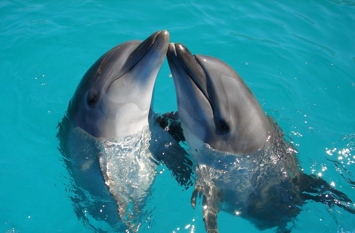 Los silbidos humanos nos ayudan a entender a los delfines • Tendencias21