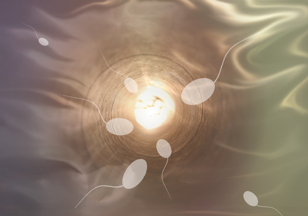 Crean espermatozoides en laboratorio utilizando células madre de mono